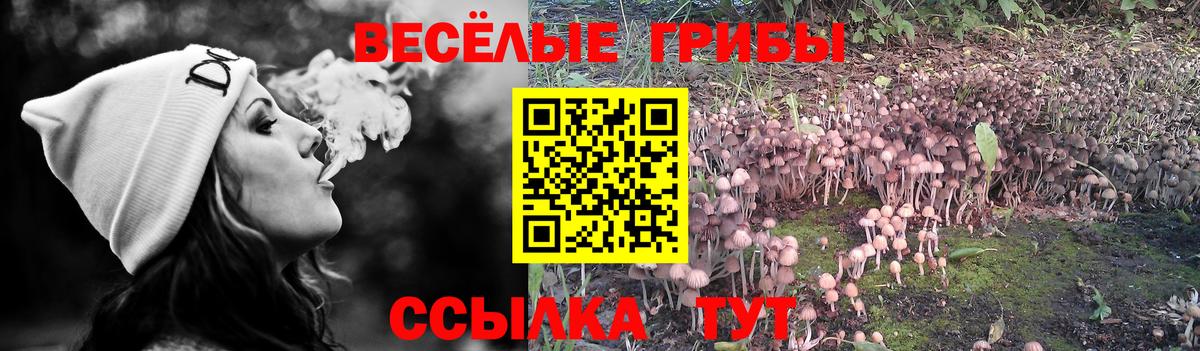 Псилоцибиновые грибы Cubensis Карачаевск